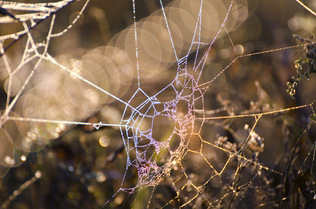 模糊夏草和露水蜘蛛 web 背景