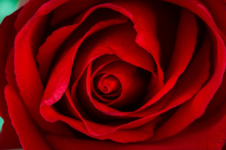 美丽封闭的红玫瑰