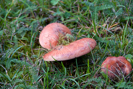 在草甸蘑菇