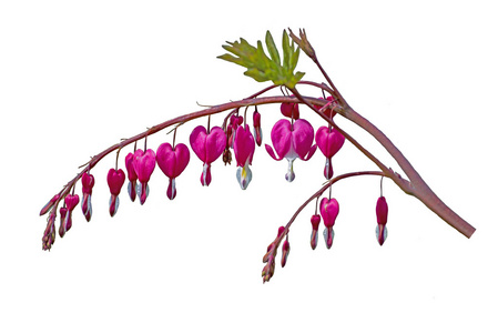 dicentra 花