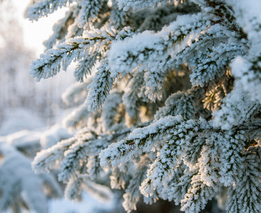 积雪覆盖的植物