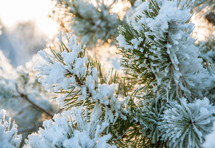 积雪覆盖的植物