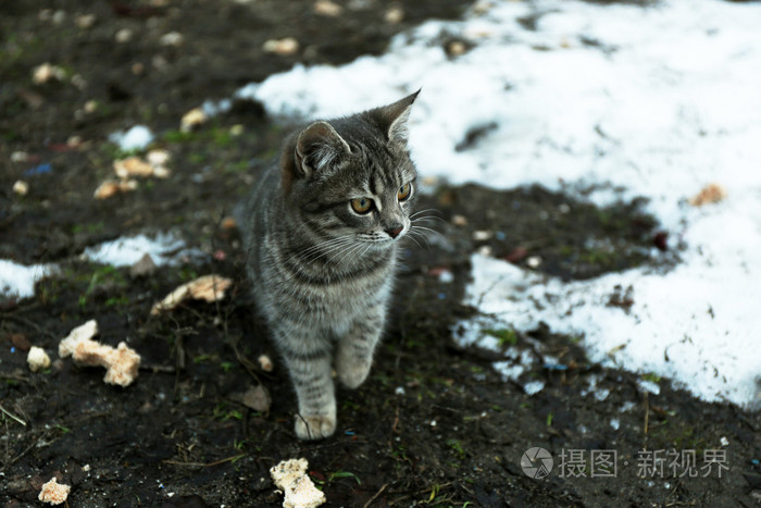 无家可归的猫在户外