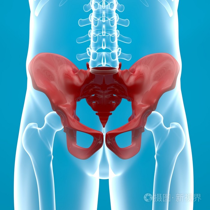 人类的骨盆x线
