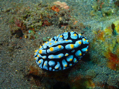 真正的海蛞蝓
