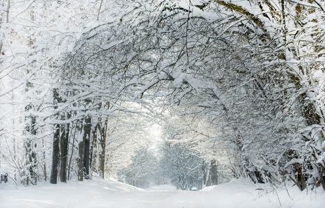 雪覆盖树隧道