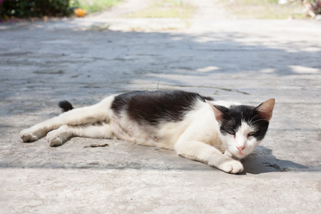 流浪猫