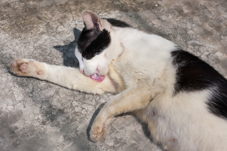 流浪猫