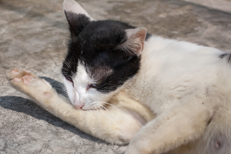 流浪猫