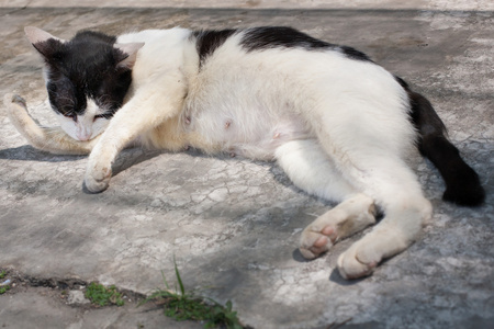 流浪猫