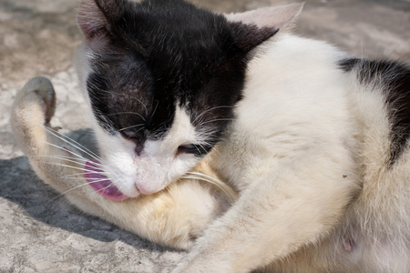 流浪猫