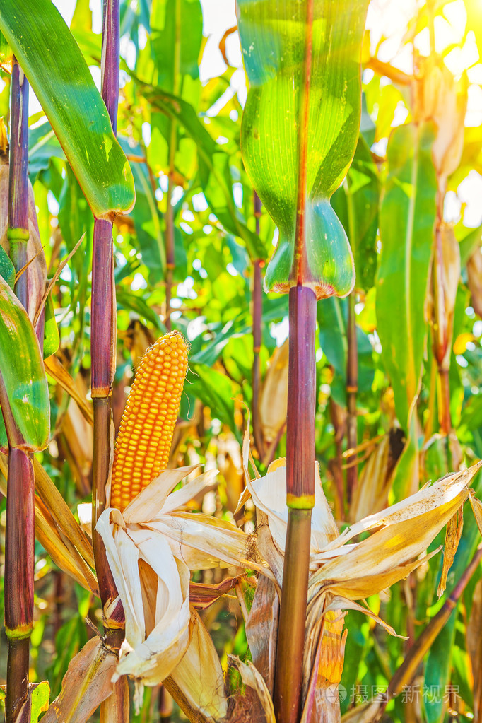 玉米植物图片大全大图图片