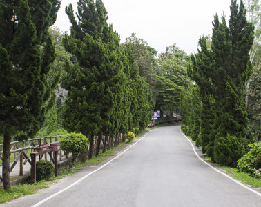 路边的松树