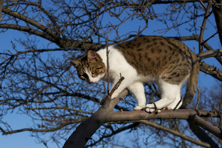 小猫在树上