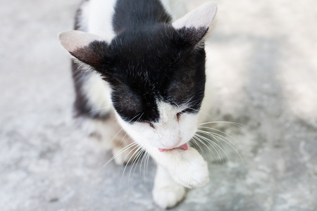 流浪猫