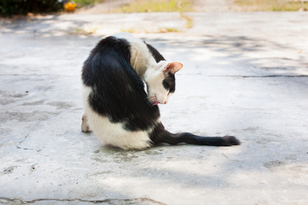 流浪猫