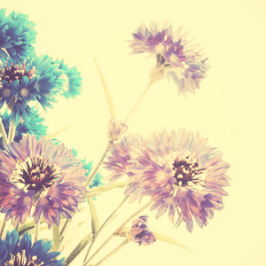 蓝色和紫色的矢车菊