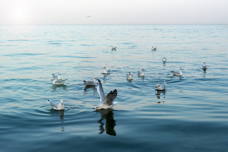 海鸥在海