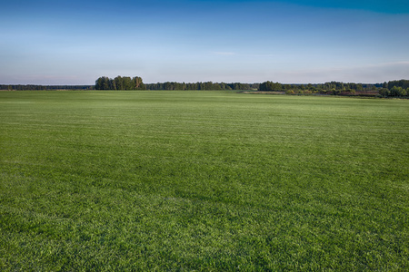 绿色的田野草背景