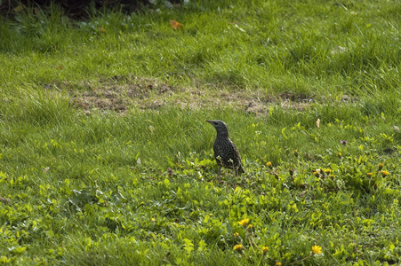 在花园里的 starling stumus vulgaris 鸟