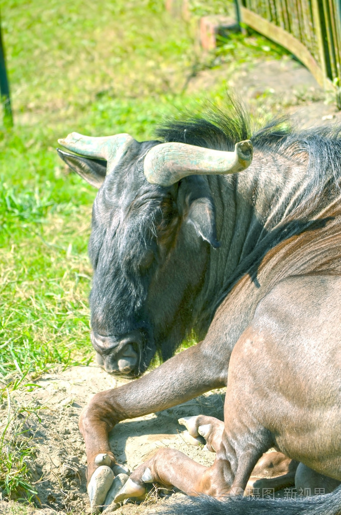 在农场场公牛的特写肖像