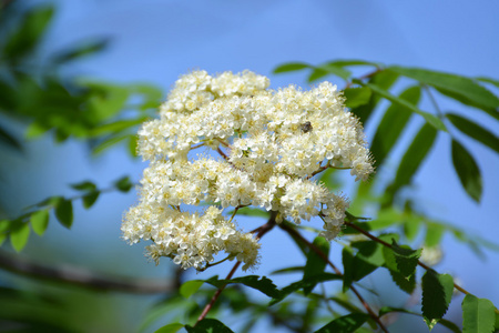 山灰普通的花序 红豆杉 a