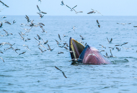 brydei图片-brydei素材-brydei插画-摄图新视界