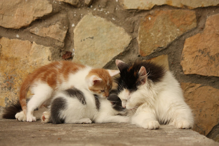 母猫和小猫一起休息
