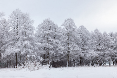 风景与雪覆盖了树