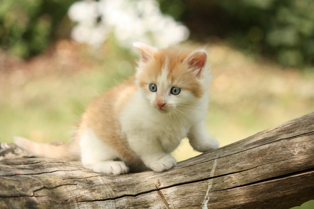 在树桩上休息的快乐白色红色小猫