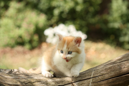 在树桩上休息的快乐白色红色小猫