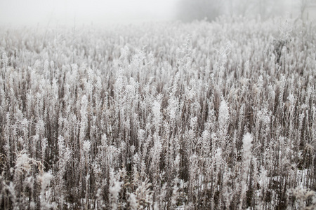 草覆满白霜herbe recouverte de givre