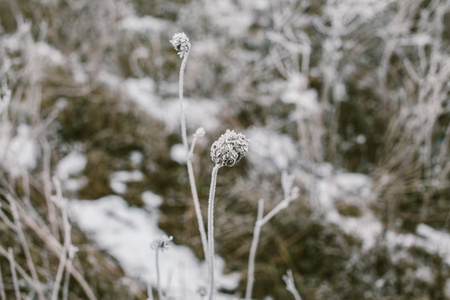 草覆满白霜herbe recouverte de givre