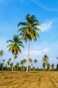 棕榈树在泰国的热带风景