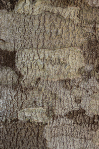树的树皮纹理可用作背景