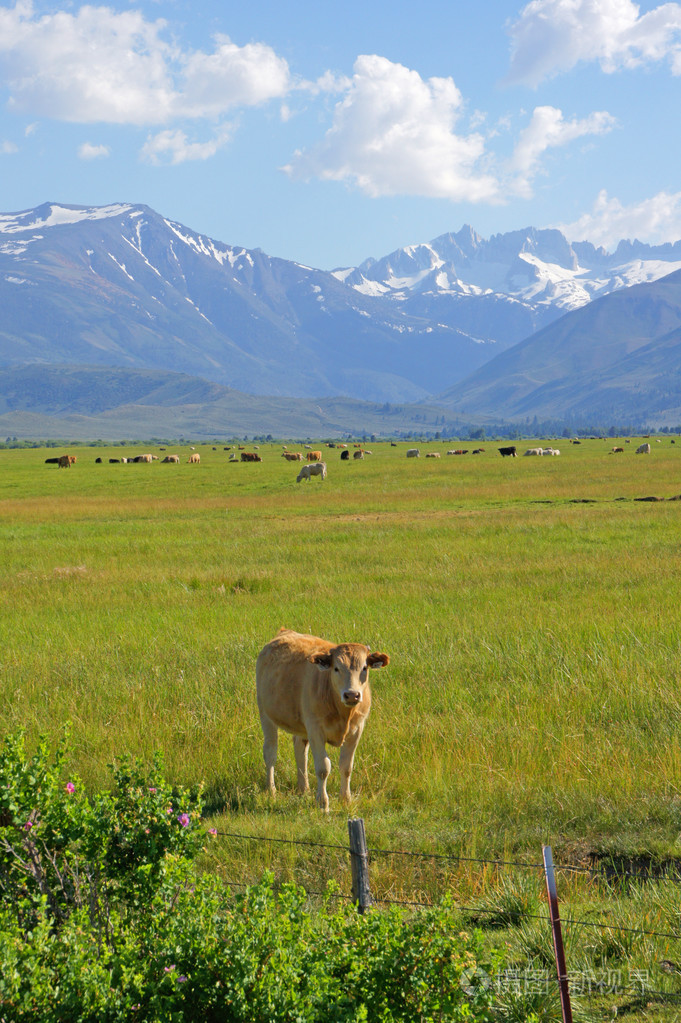 牛群在塞拉利昂高山牧场