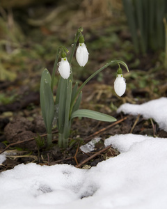 春天在春天开花花莲 雪花莲外源 在一片森林