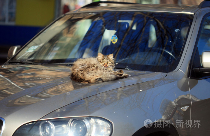 在车上的可爱猫咪