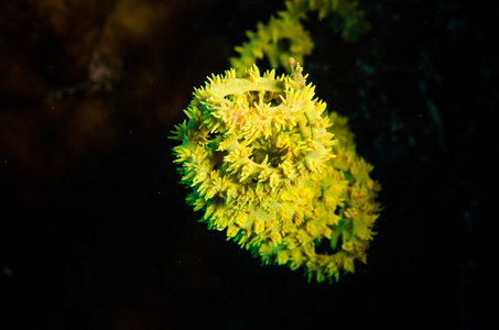 线在布纳肯，印尼北苏拉威西水下照片的珊瑚。电线珊瑚有变异物种