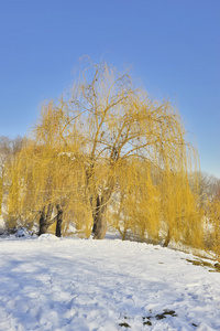 美丽的树，在白雪皑皑的冬季花园