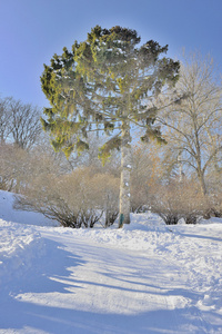 美丽的树，在白雪皑皑的冬季花园