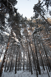 美丽的冬天森林