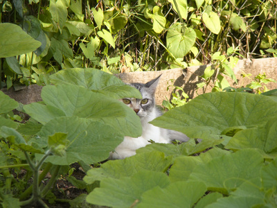 在花园里的猫