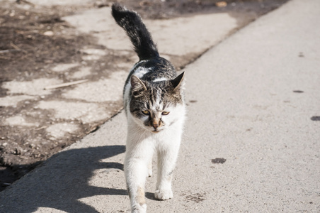 大街上的猫