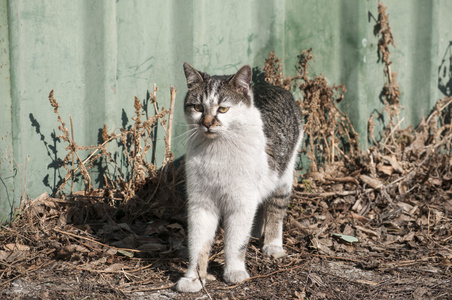 巷子里的猫