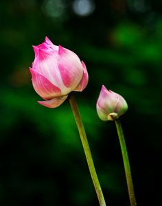 美丽的莲花