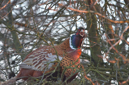 雉鸡一只皇家野鸡, lophura imperialis, 在掩护下美丽的 ringneck