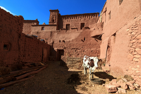 在 kasbah 牛万年青本 Haddou