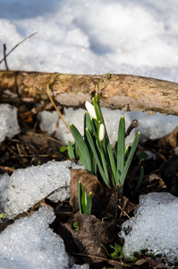 雪花莲