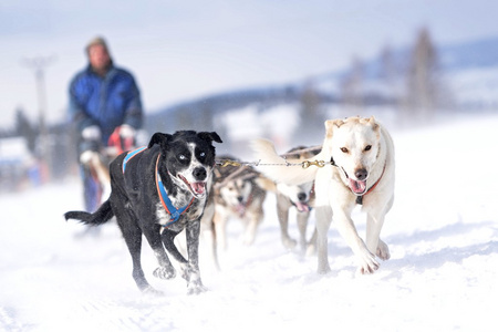 Musher 躲在雪橇狗拉雪橇比赛在后面